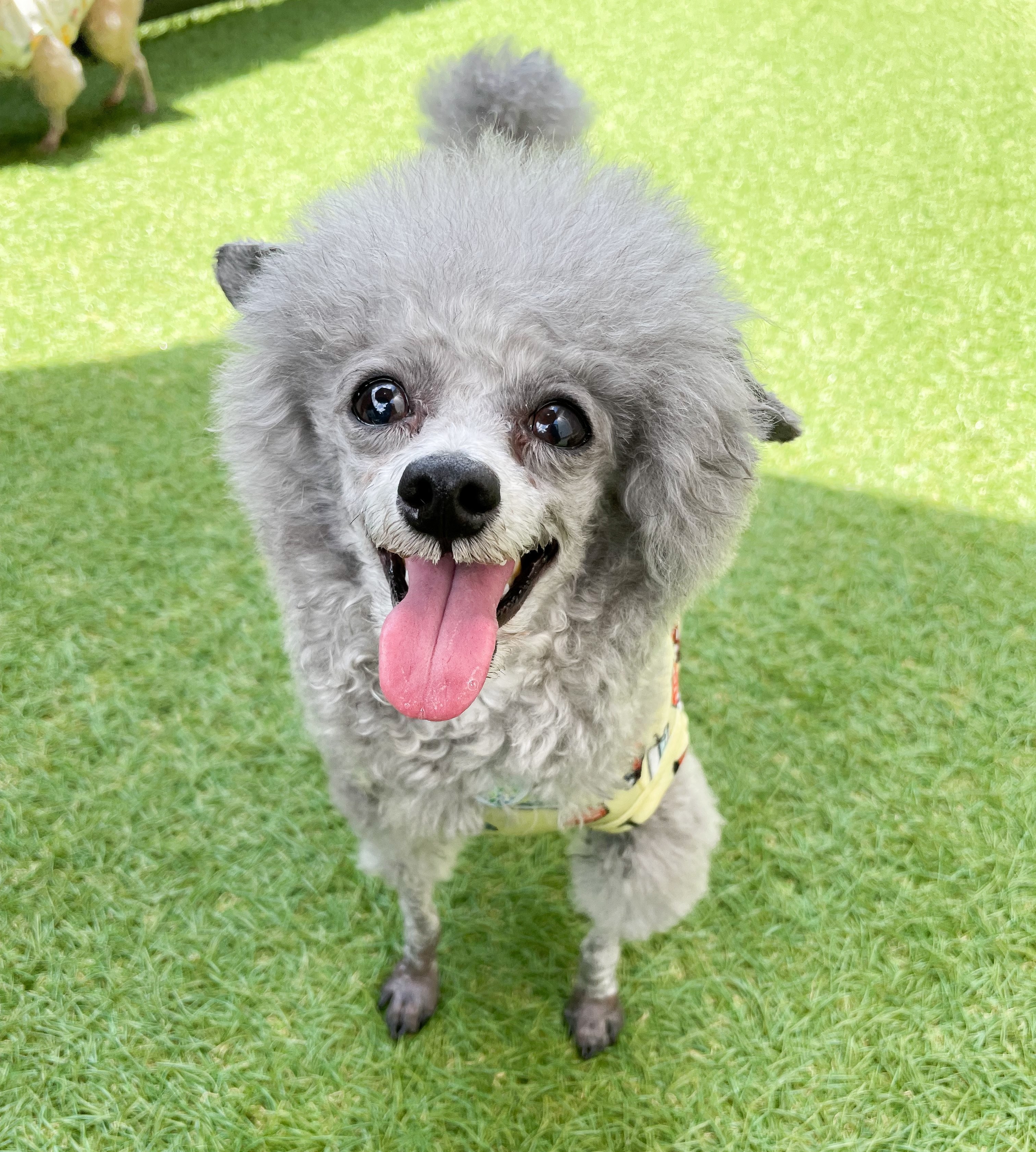 普段のもくくん