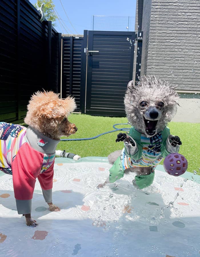 水遊びをしていたら妖怪化してしまったもくくん