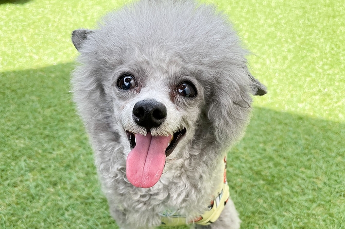 普段のもくくん（とらめさんのXアカウントより）