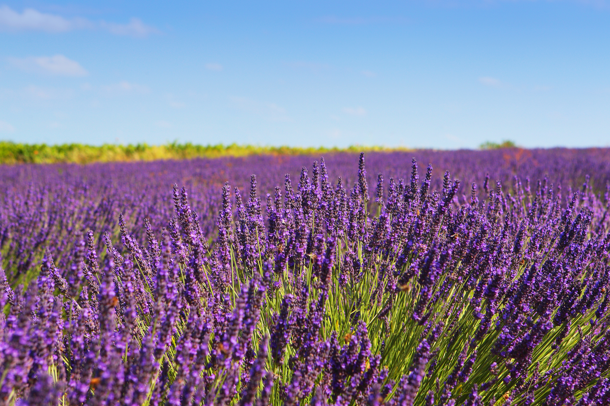A vast field of blooming lavender is shown under a clear sky, showcasing a picturesque and tranquil travel destination