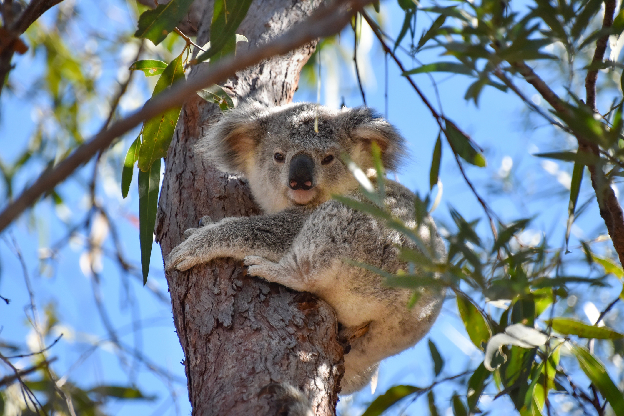 A koala is perched comfortably on a branch in a tree, surrounded by green leaves against a clear blue sky