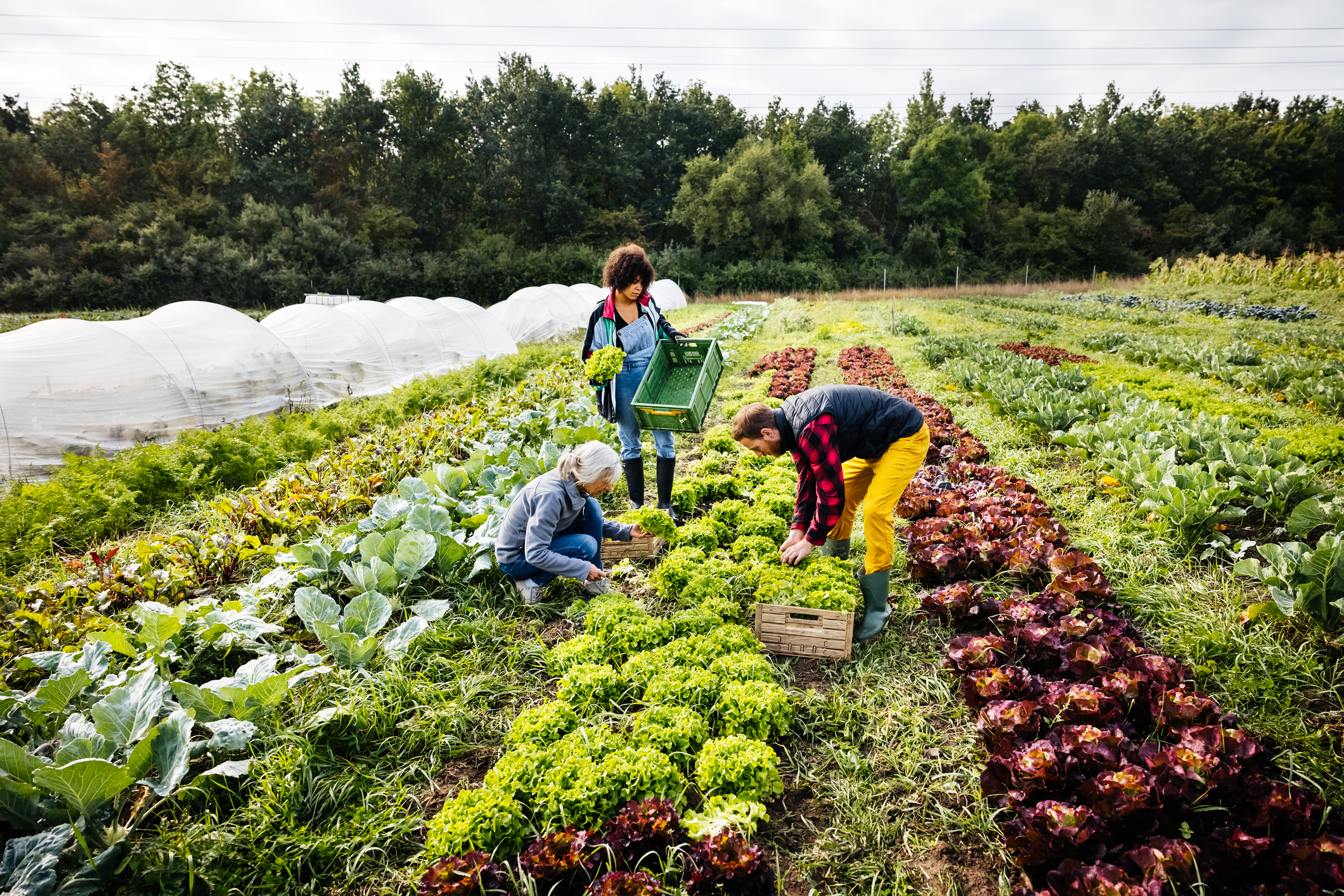 Three people harvest leafy green vegetables and red lettuce on a farm. One person is crouched, another holds a green crate, and another stands with a wooden box