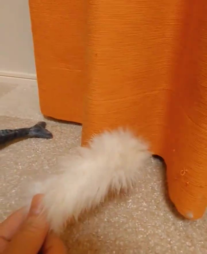 もふもふの正体に気付いた瞬間