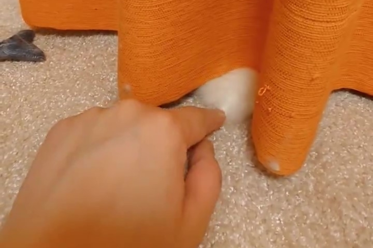 カーテンの裾から覗くもふもふをつんつんしてみた