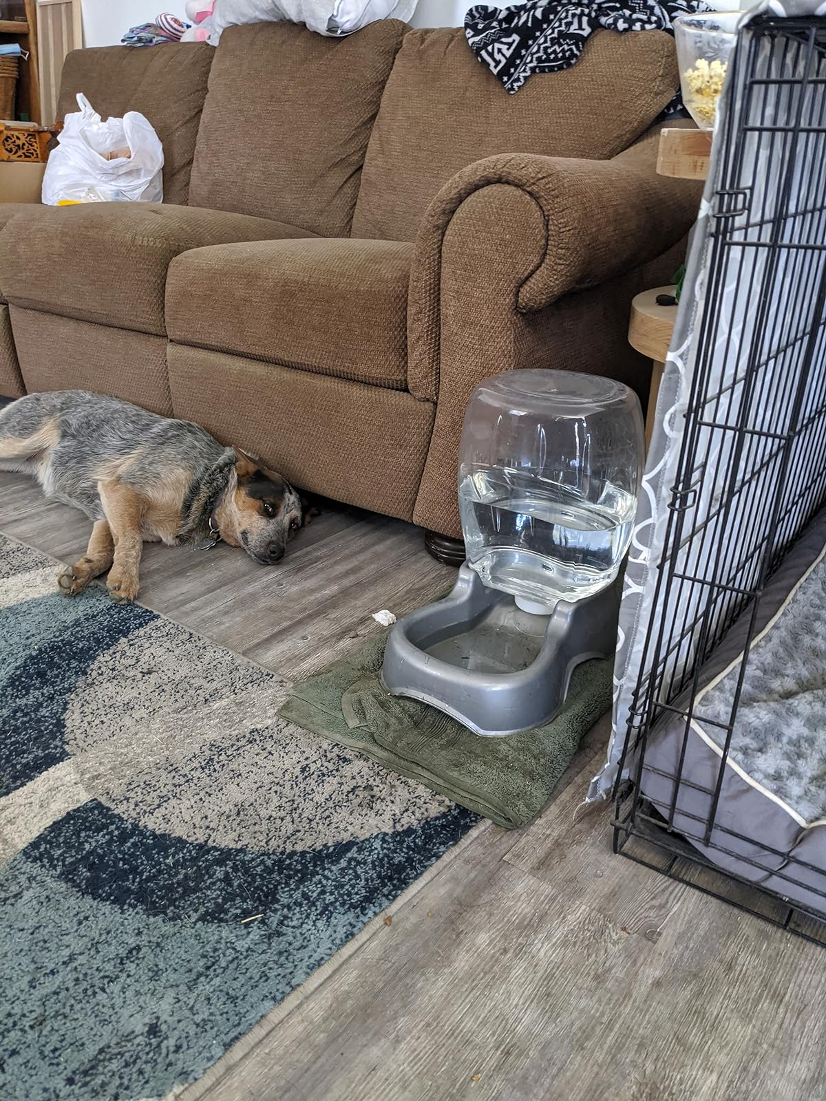 A dog lies on a rug next to a sofa, near the water dispenser in pearl ash blue and a crate