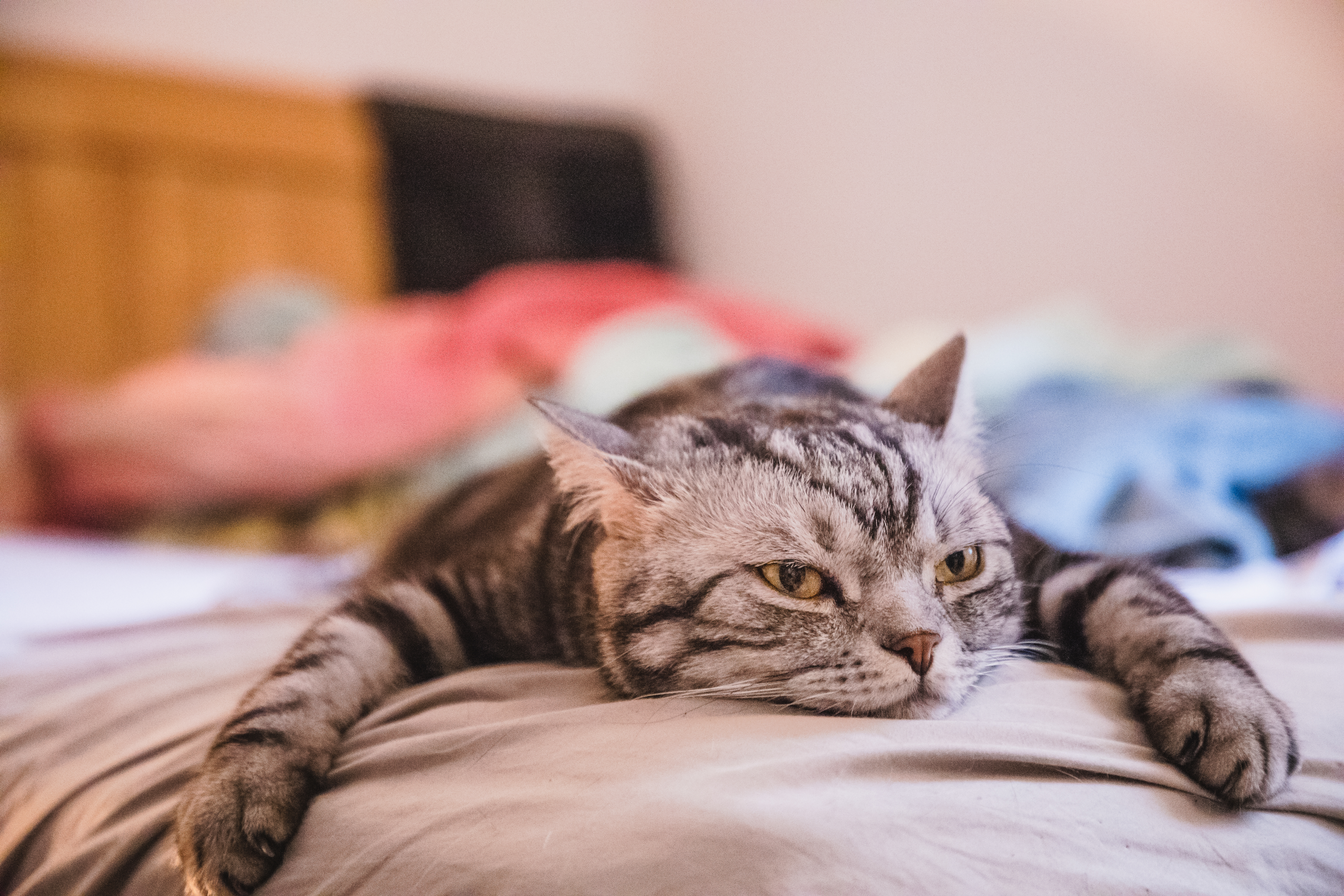 A sleepy, gray cat lies sprawled out on a bed, looking relaxed and content