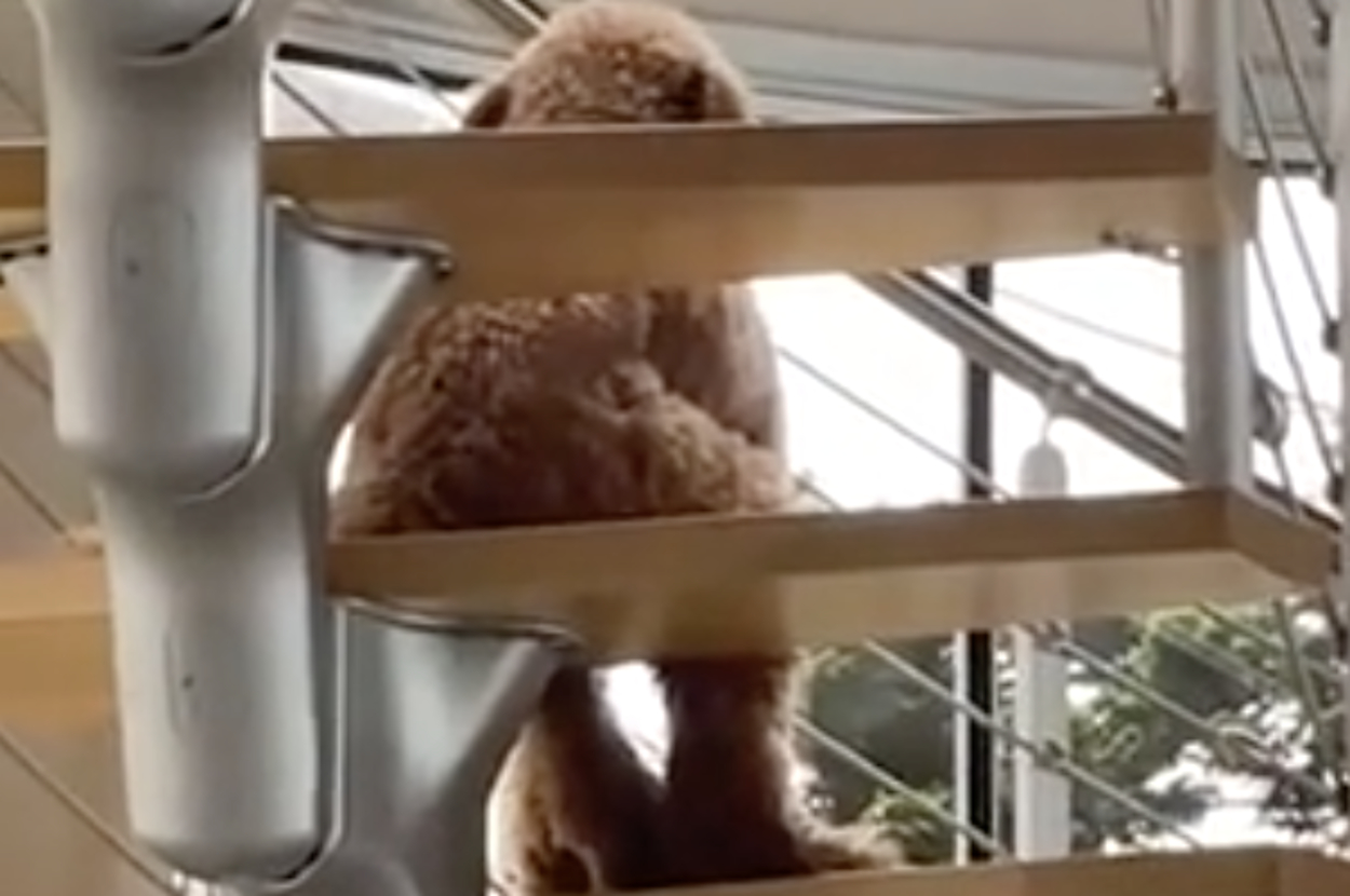 らせん階段に座っている毛のふさふさした犬。