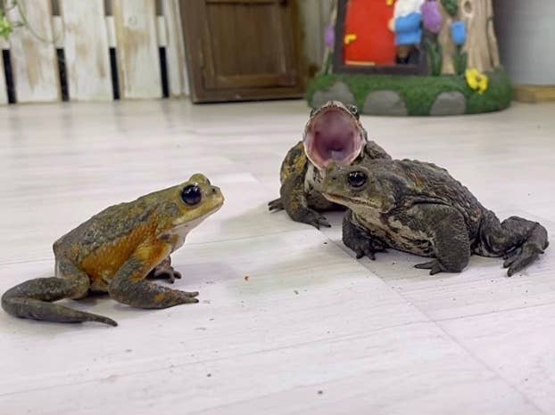 3匹のカエルが室内の床に座っています。1匹のカエルが口を大きく開けています。他の2匹は注意を引かれています。
