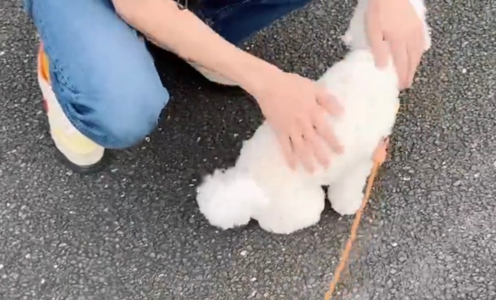 パパになでられるまるこちゃん