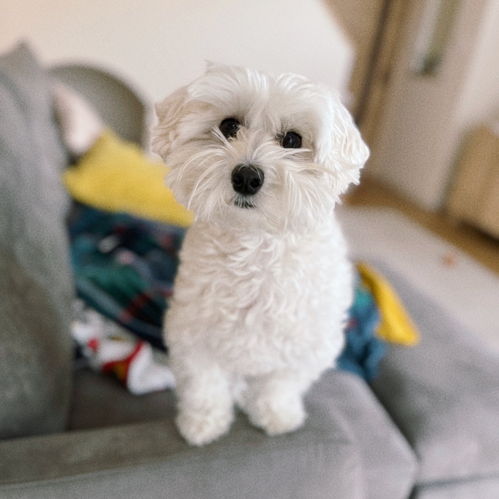 ソファの上にちょこんと座るまるこちゃん