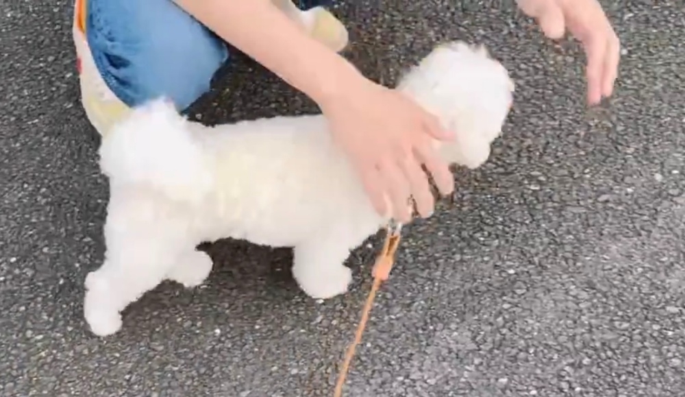 パパの手の下に入るまるこちゃん