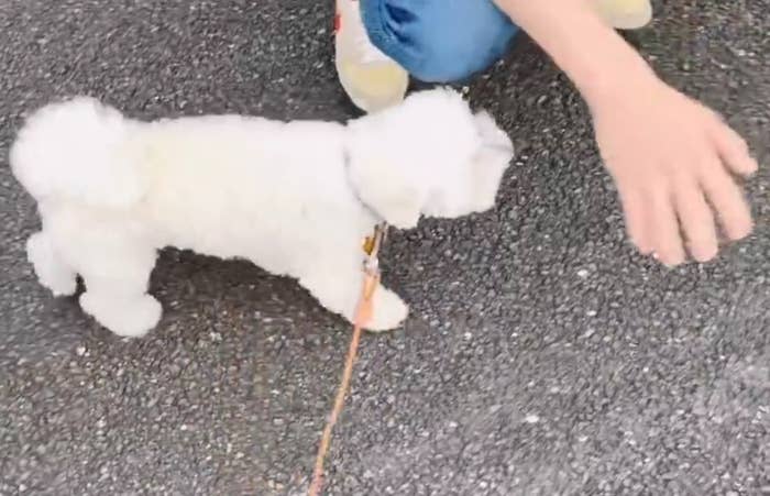 パパの手に近寄るまるこちゃん