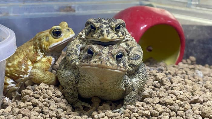 3匹のカエルが、角にある小さな透明な容器の近くで並んでいます。