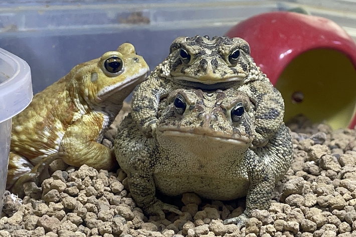 3匹のカエルが、角にある小さな透明な容器の近くで並んでいます。