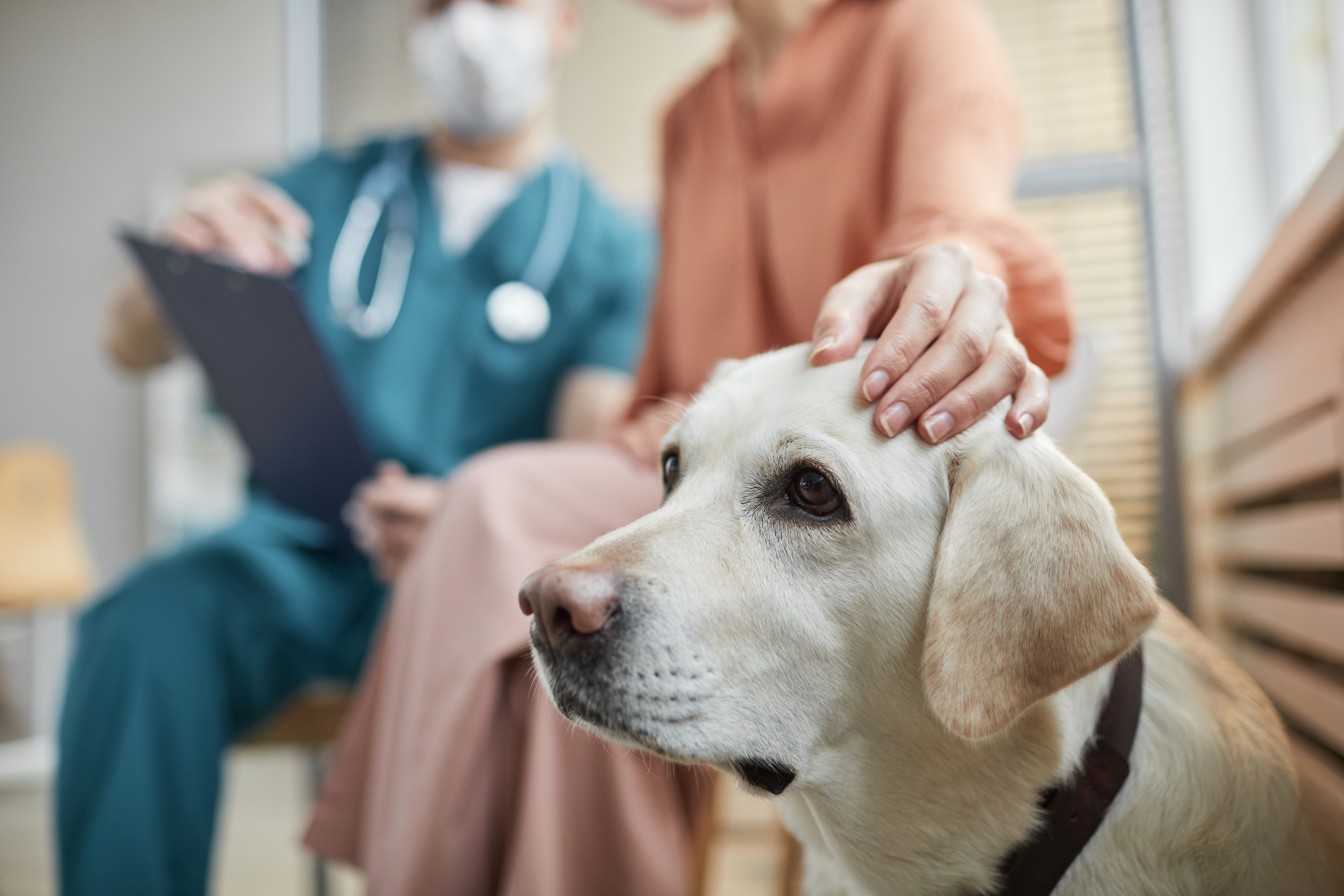 A woman pets a Labrador while speaking with a masked veterinarian holding a clipboard