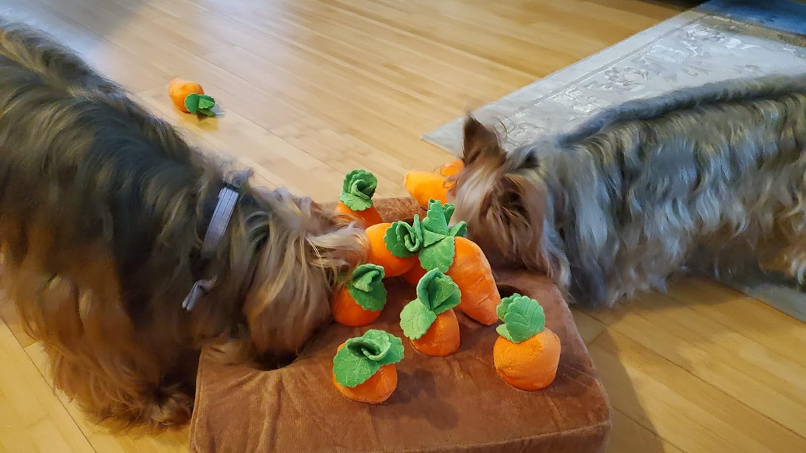 Two small dogs playing with the brown plush toy filled with stuffed orange vegetables that resemble carrots