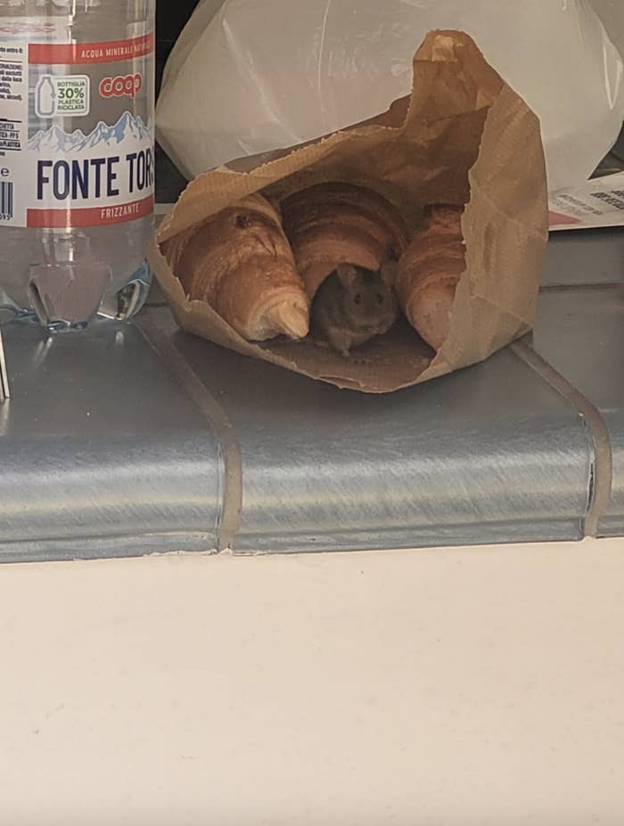 A small mouse is nestled inside a paper bag with croissants on a kitchen counter next to a bottle of Fonte Tori water