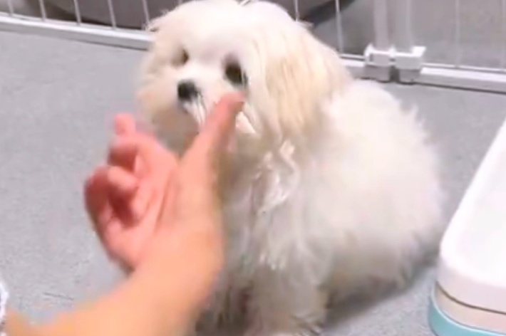 “アゴ”のコマンドを出されたとろろくん