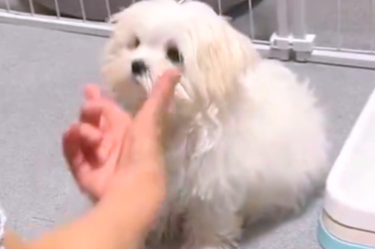 “アゴ”のコマンドを出されたとろろくん