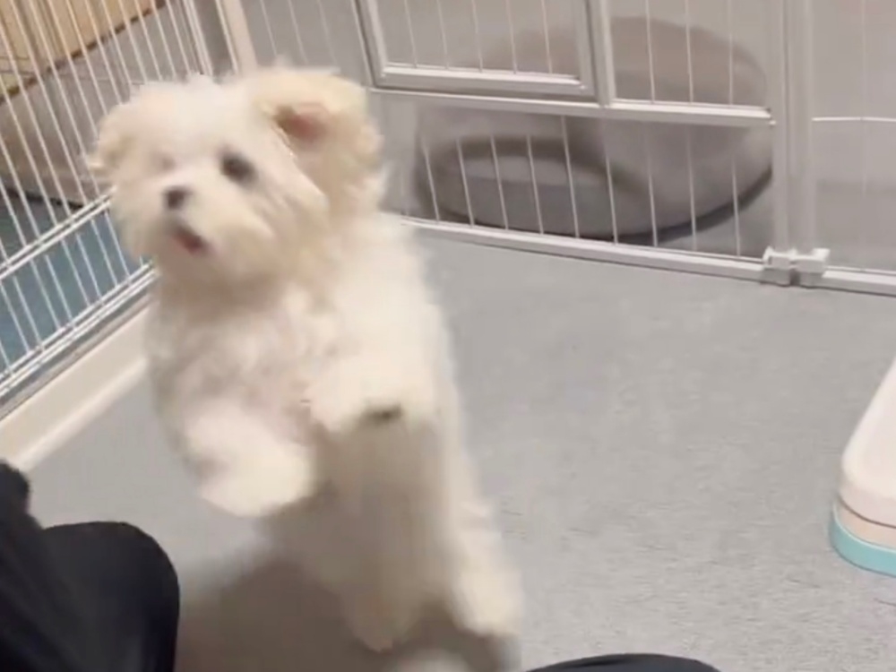 跳ね回るとろろくん