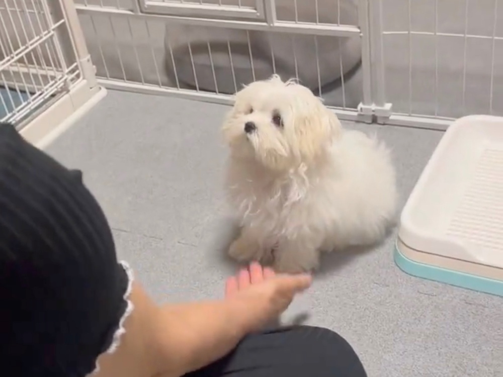 “お手”の指示をされるとろろくん