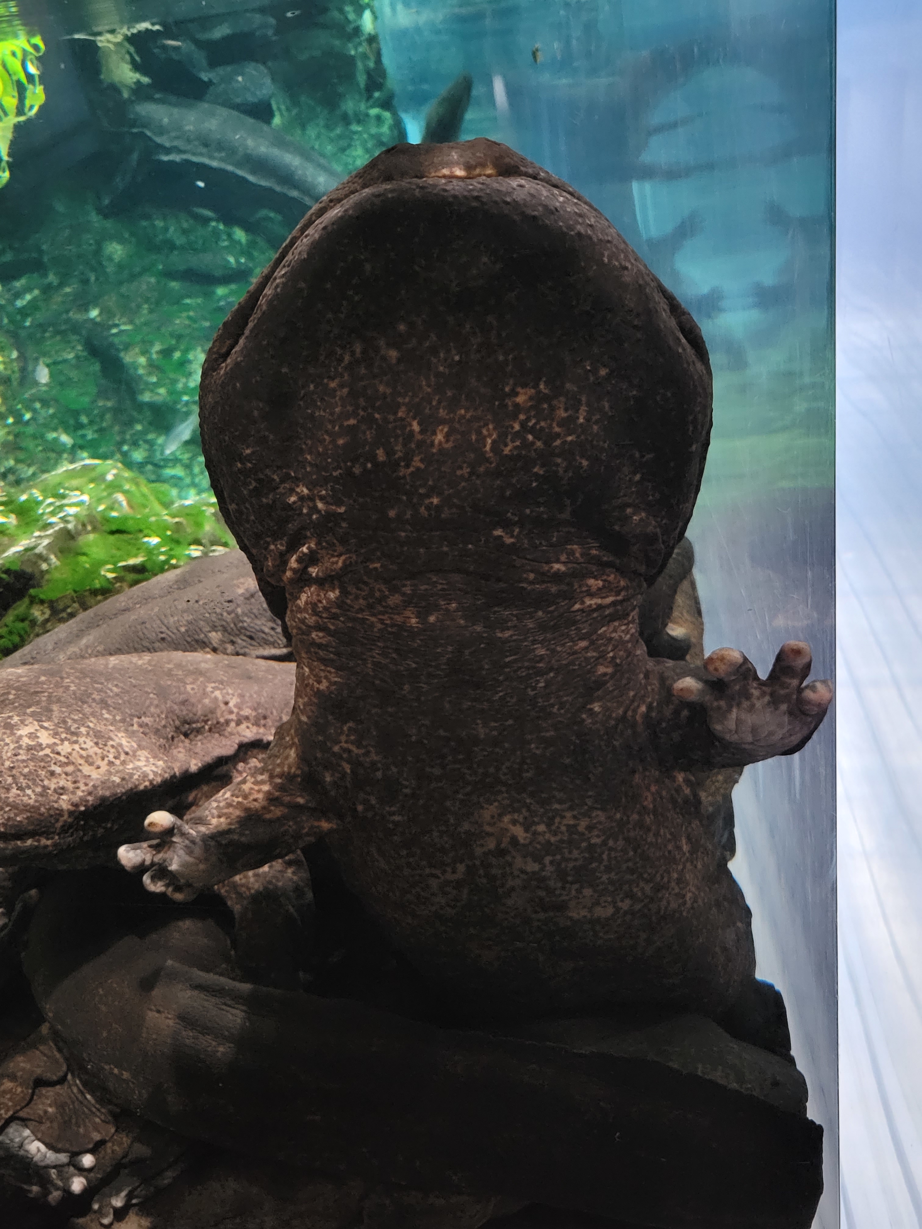 京都水族館公式アカウントより