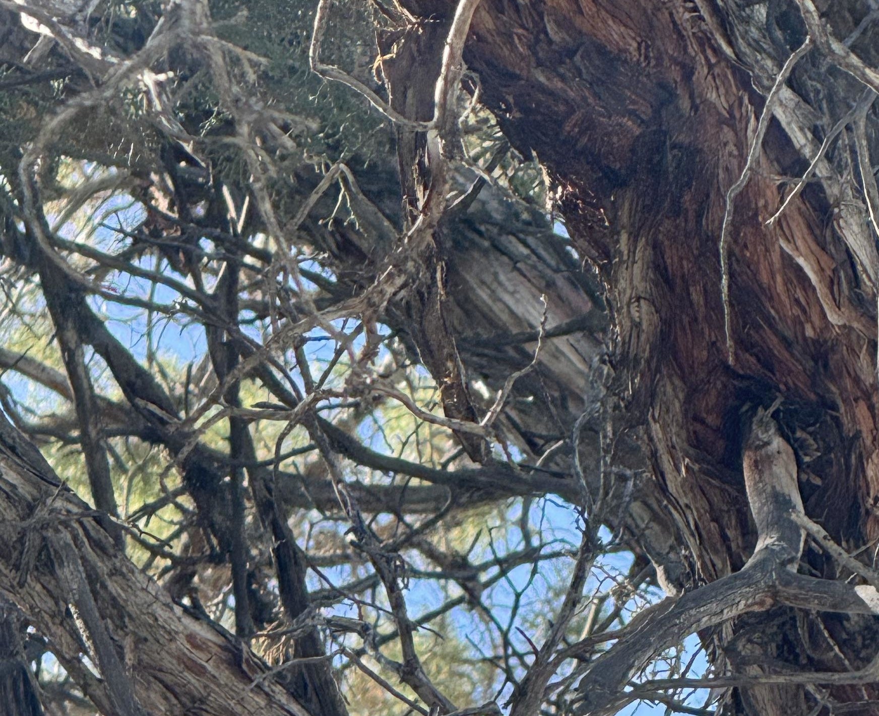 Two great horned owls camouflaged in a tree with intricate branches and foliage in a daylight setting