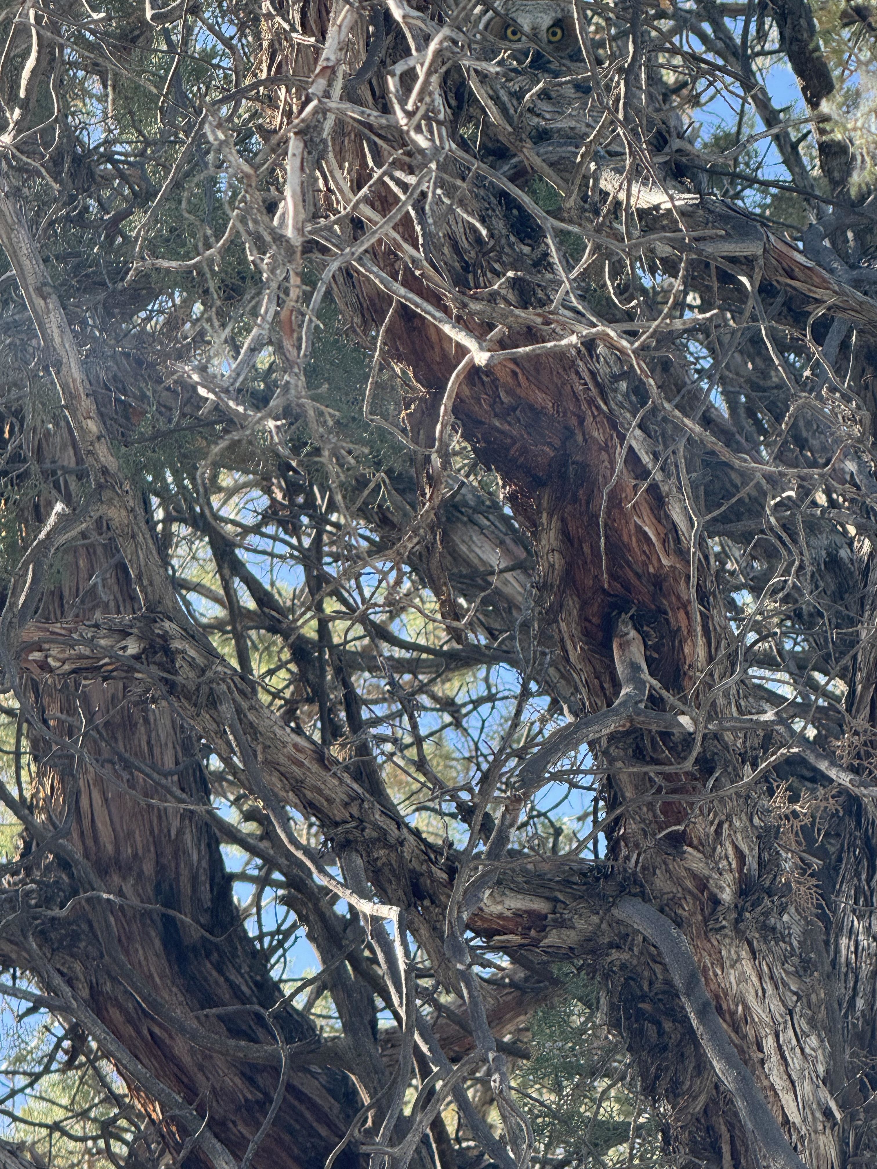 A well-camouflaged owl is perched among the twisted branches of a tree, blending seamlessly with its surroundings