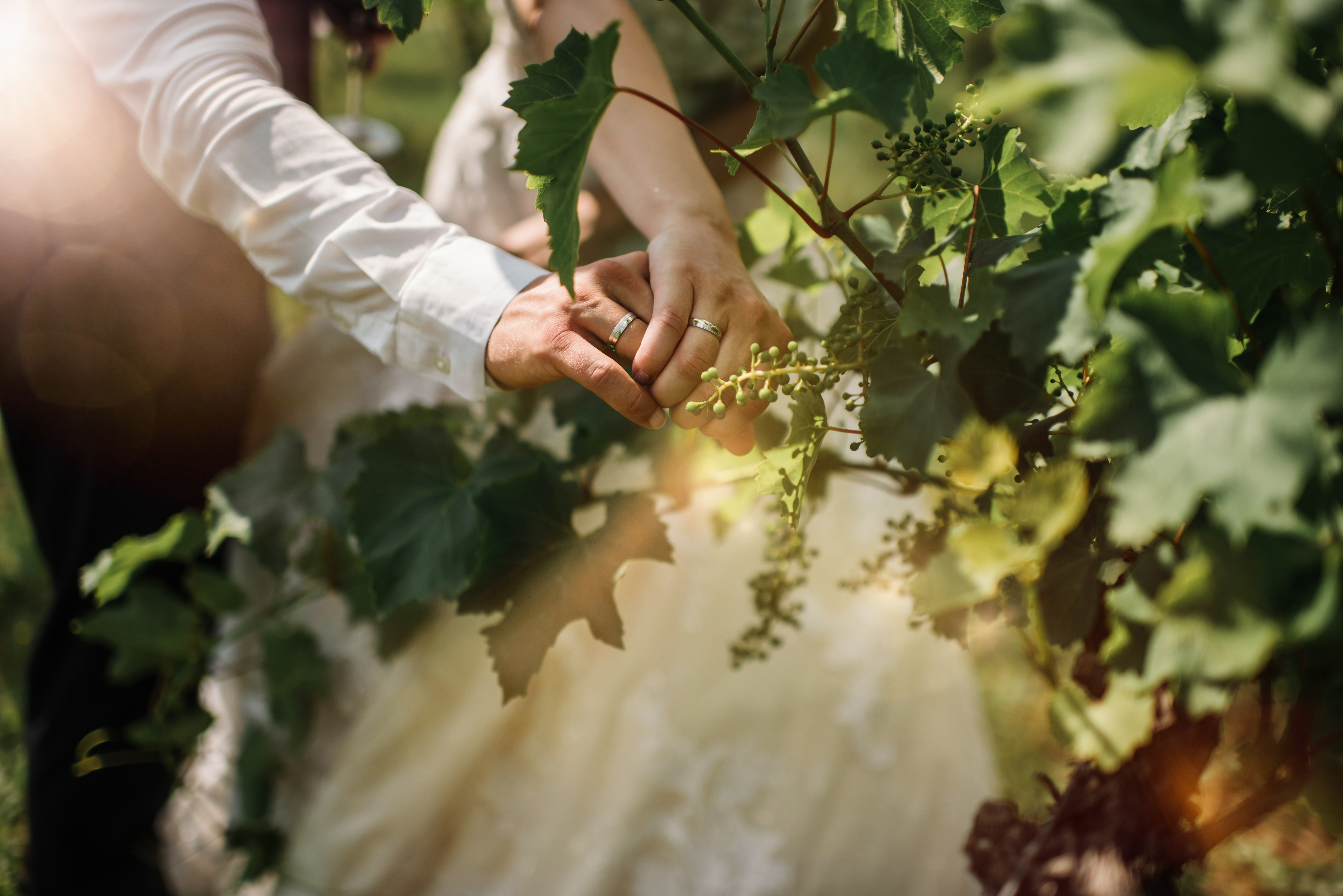 Two people holding hands, showing wedding rings, surrounded by grapevine leaves and sunlight in the background
