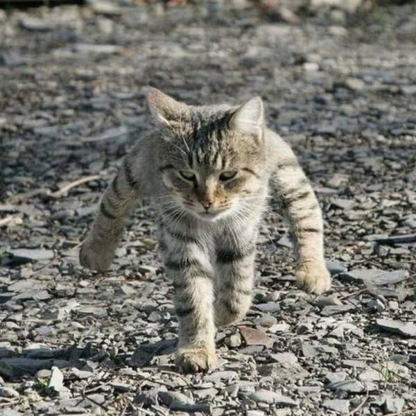 A determined-looking tabby cat walks on a gravel path, appearing focused and intent on its destination