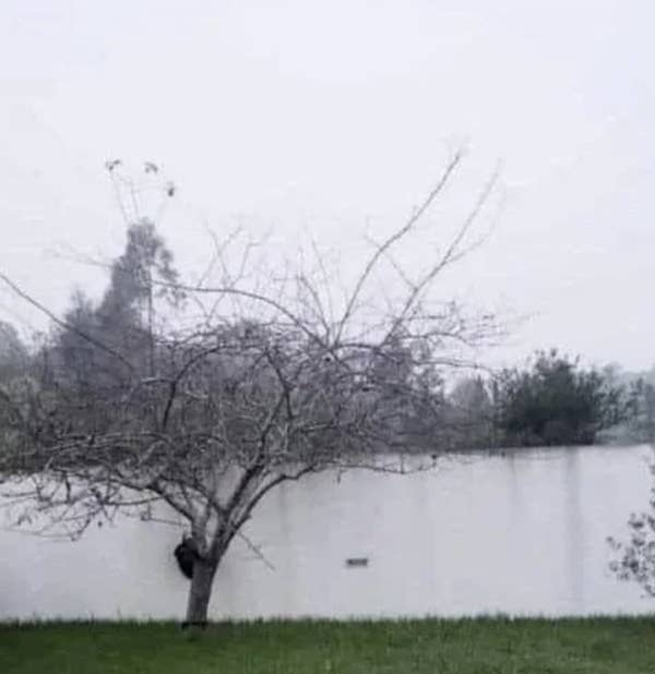 A tree with bare branches stands in a grassy area near a white wall. There appears to be a black cat climbing the tree