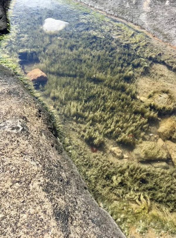 A clear, shallow pool of water surrounded by rocks, with undergrowth and some stones visible below the water's surface