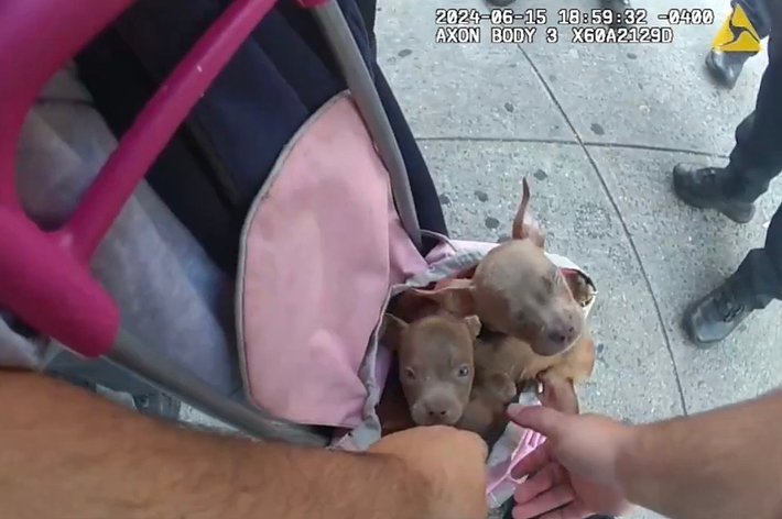 ベビーカーの中にいる2匹の子犬を、大人が撫でている様子。ртшек DTS при регистрации