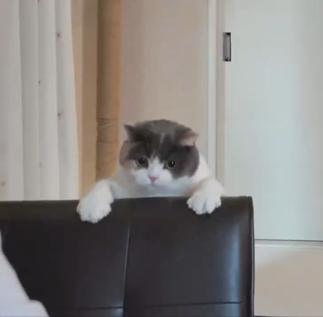 襲い掛かるみゅーちゃん