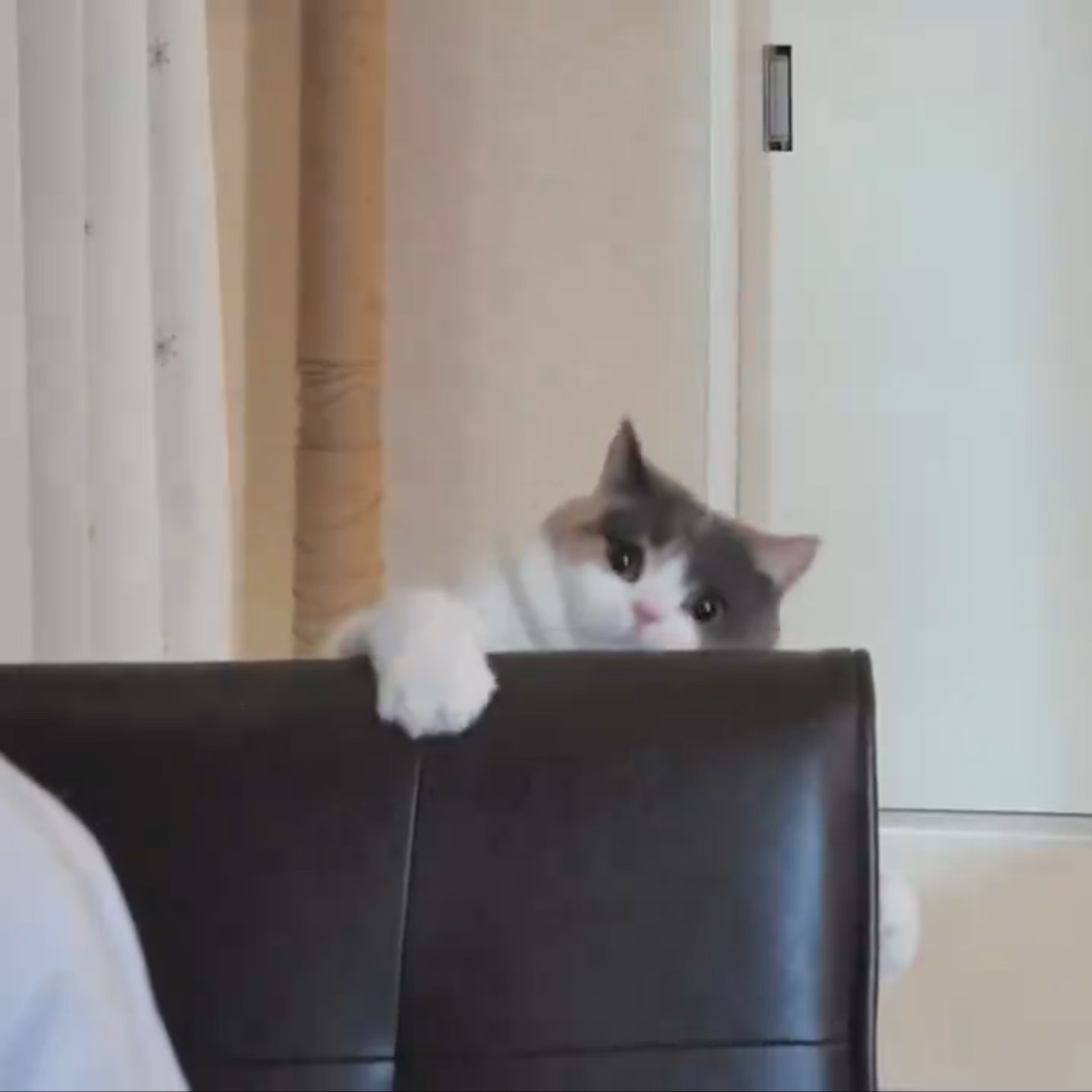 ぺちん!ってするみゅーちゃん