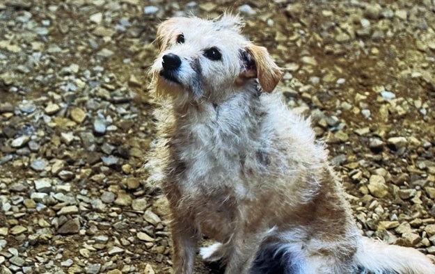 Perro de pelaje desordenado sentado en un suelo de piedra, mirando ligeramente hacia arriba