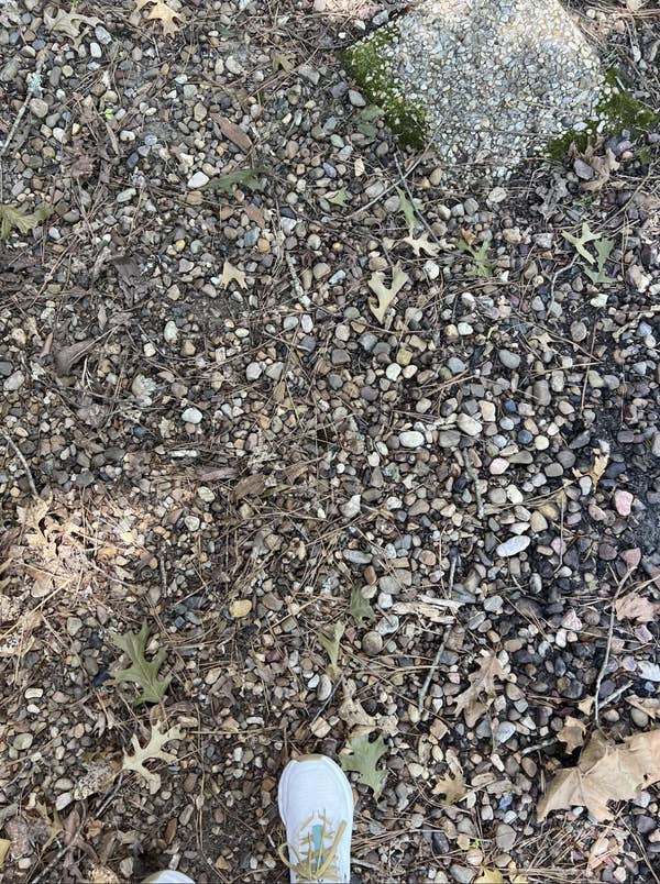 A foot wearing a white sneaker steps on a gravel path covered with small rocks and dried leaves