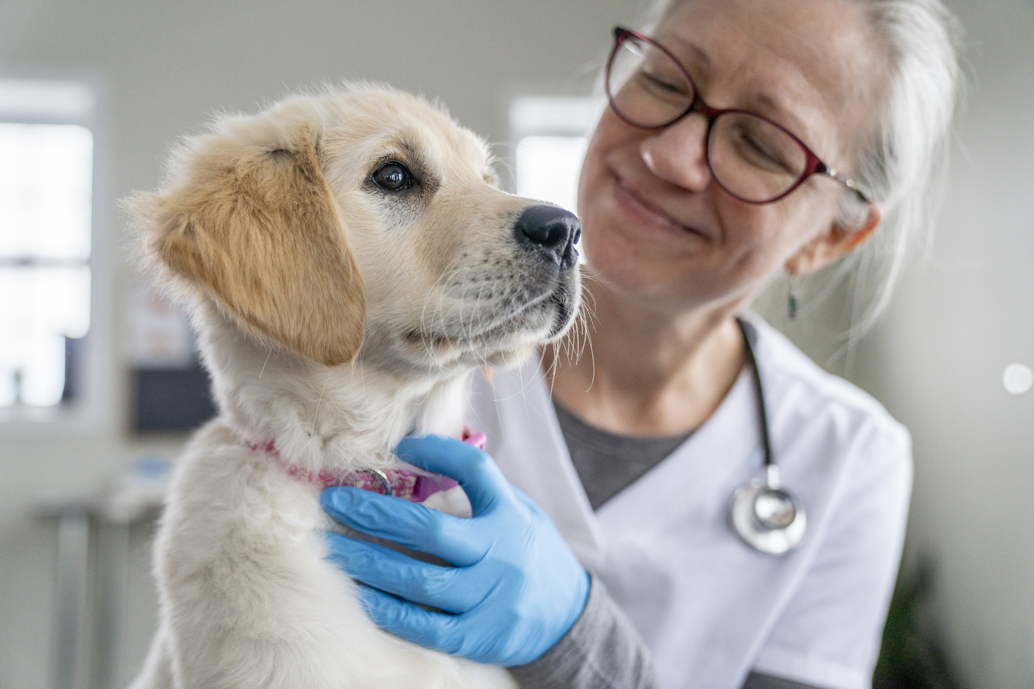 A veterinarian in glasses and gloves, smiling at a Labrador puppy during a check-up