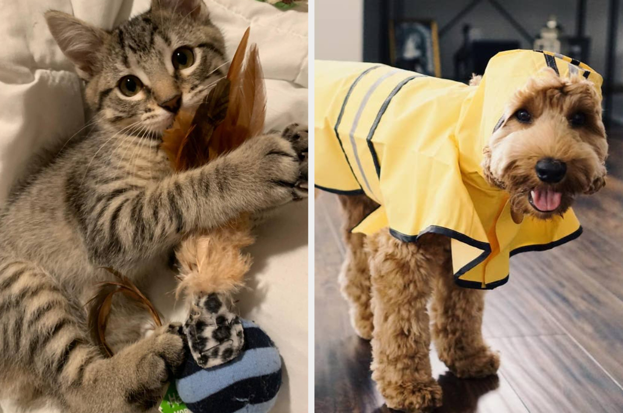 A tabby cat plays with a feathered toy. A small dog wearing a yellow raincoat with black stripes stands on a wooden floor