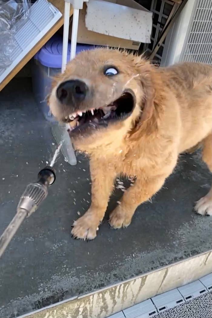 ゴールデンレトリバーが水を浴びて楽しんでいる様子。