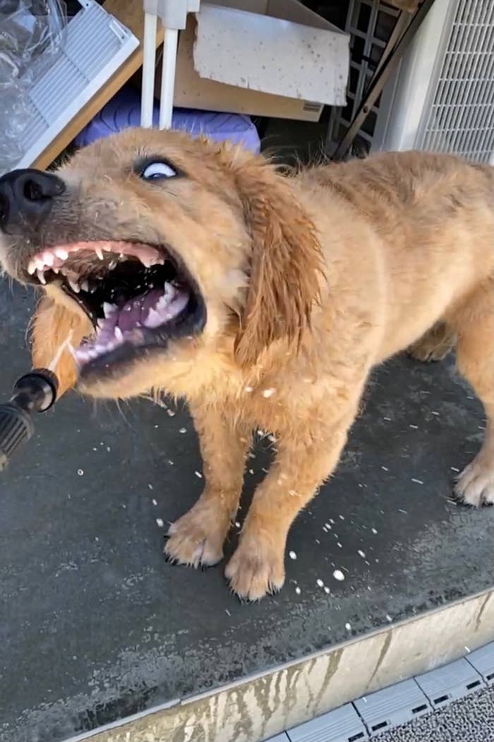 水遊びを楽しんでいる犬。パイプから出る水を口で受け止めている。