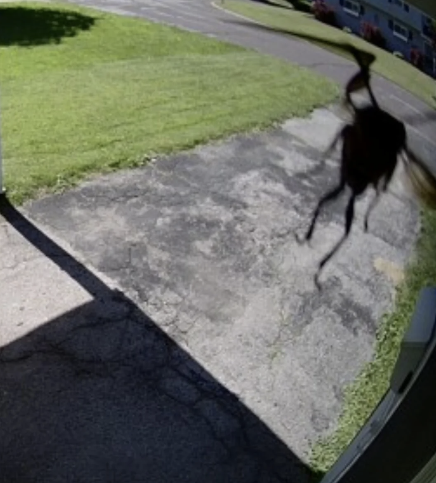 A large insect is flying near the camera, casting a shadow on a driveway with grass and a house in the background