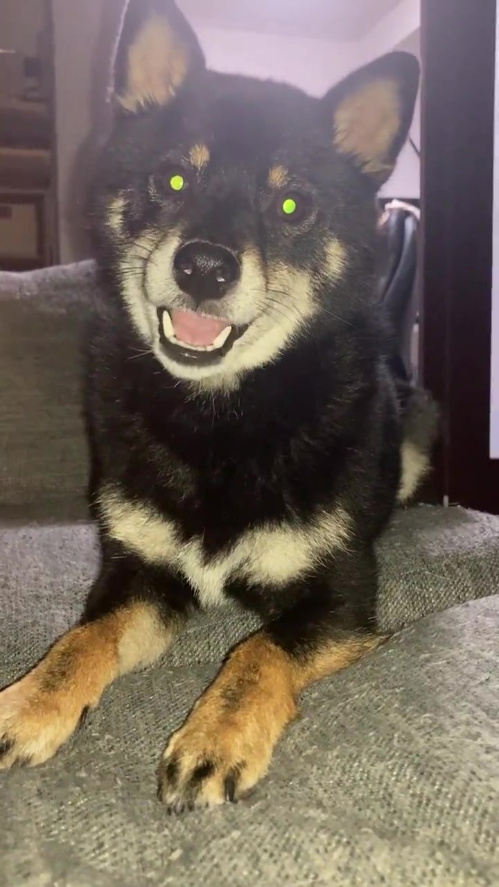 にゃーって鳴いちゃったぺこちゃん