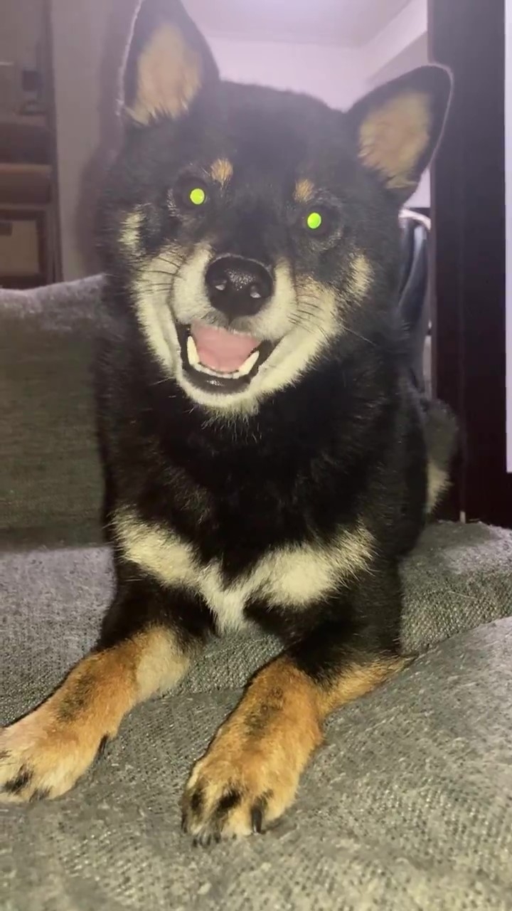 即座の「ワン!」でごまかすぺこちゃん