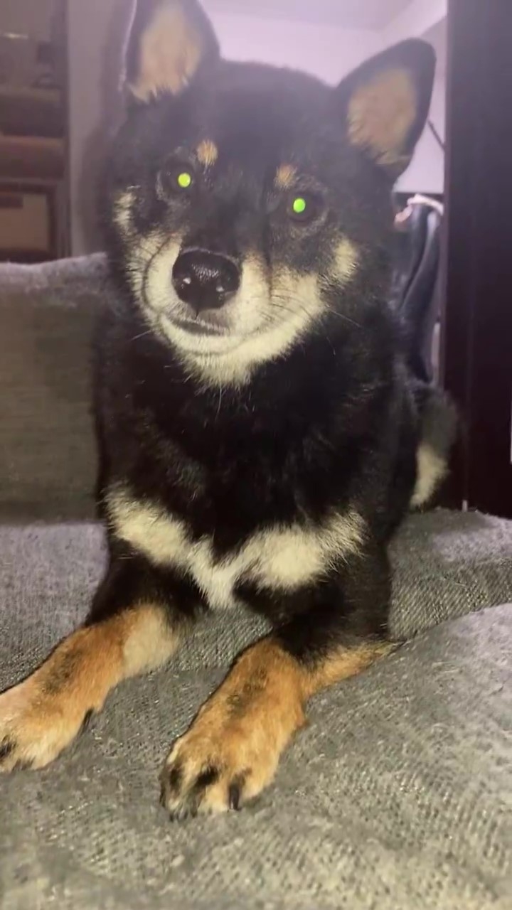 カメラを見つめるぺこちゃん