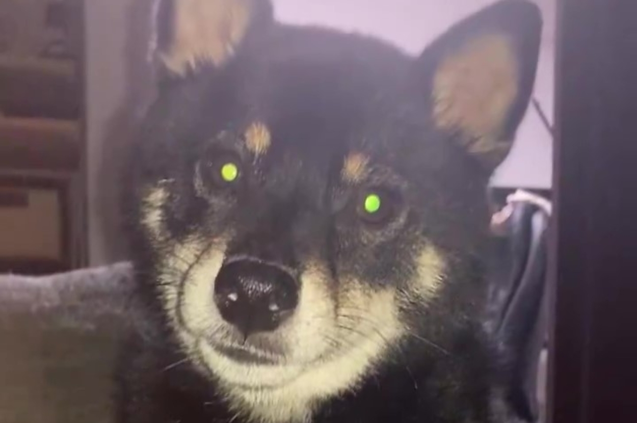 カメラを見つめるぺこちゃん