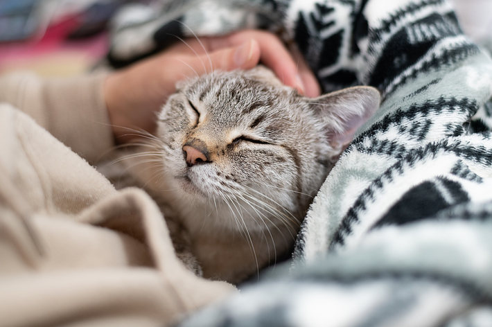 撫でられて気持ちよさそうな猫
