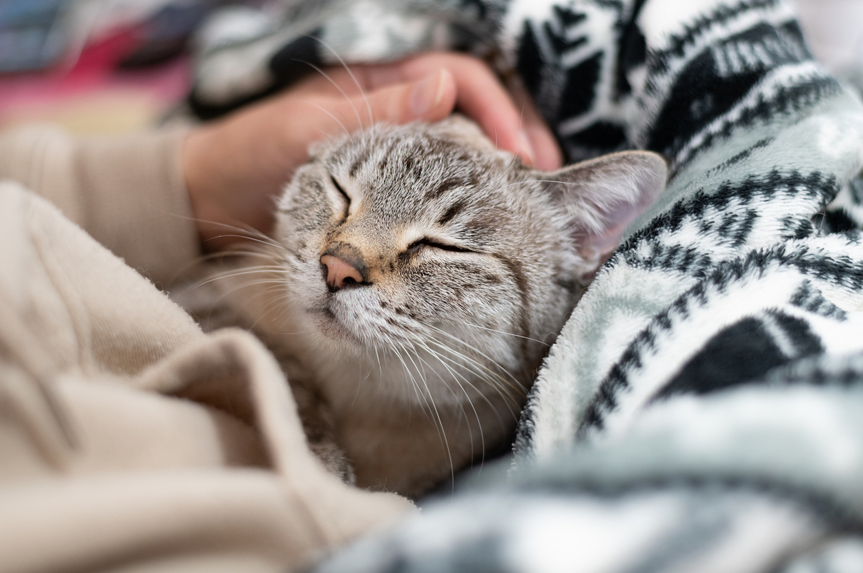 撫でられて気持ちよさそうな猫