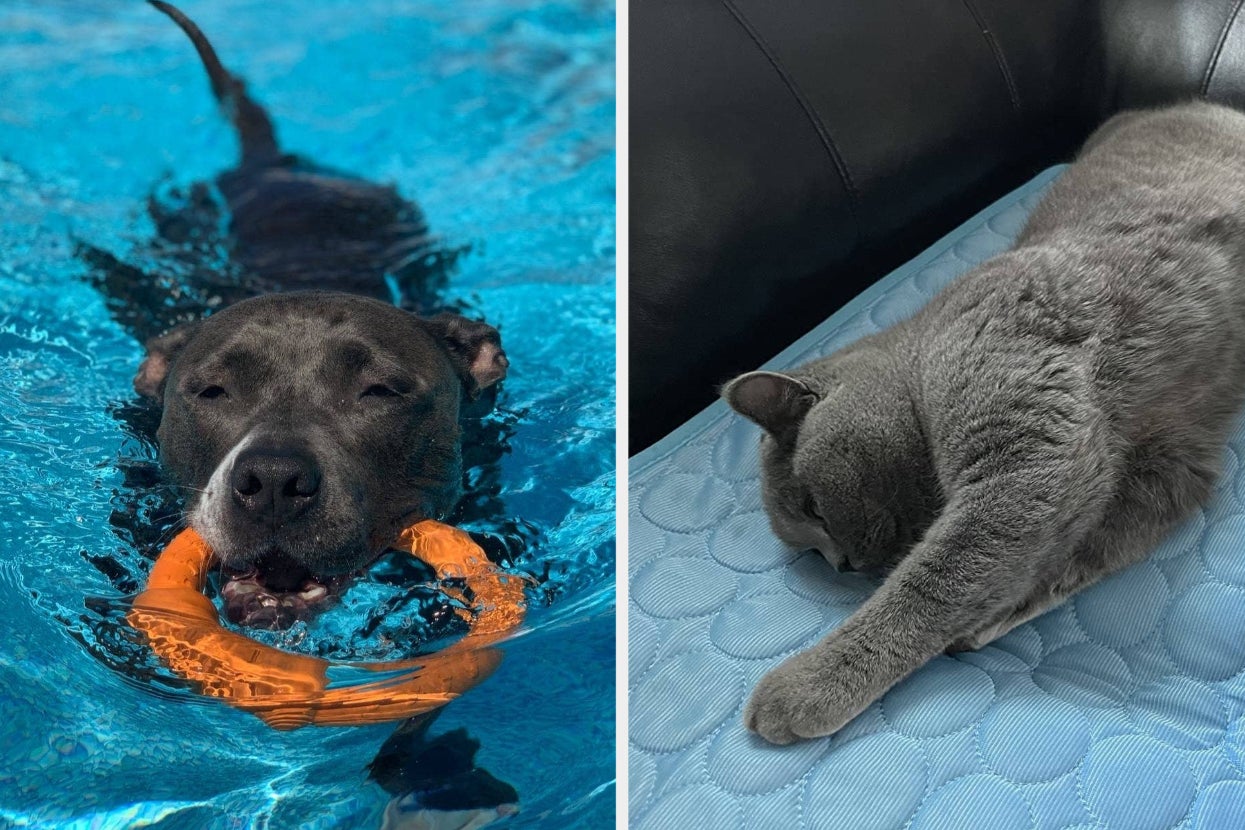 Just 32 Products If You Want Your Pet To Have A Great Summer