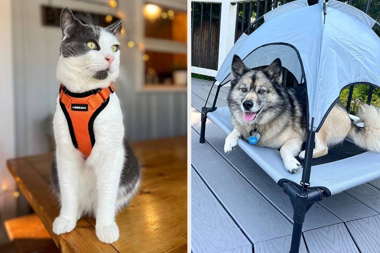 A cat in a harness sits on a wooden table on the left; A dog relaxes in a pet tent on a deck on the right